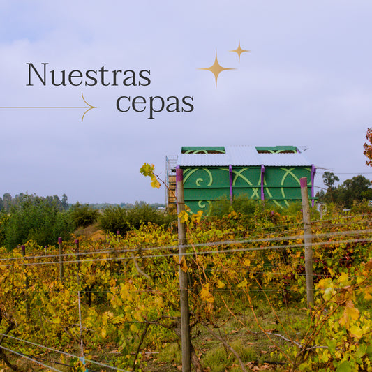 Caja de 6 vinos Rondó